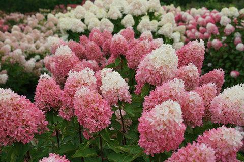 Hydrangea Paniculata 'pinky Winky' - View 32 from www redcrocus com