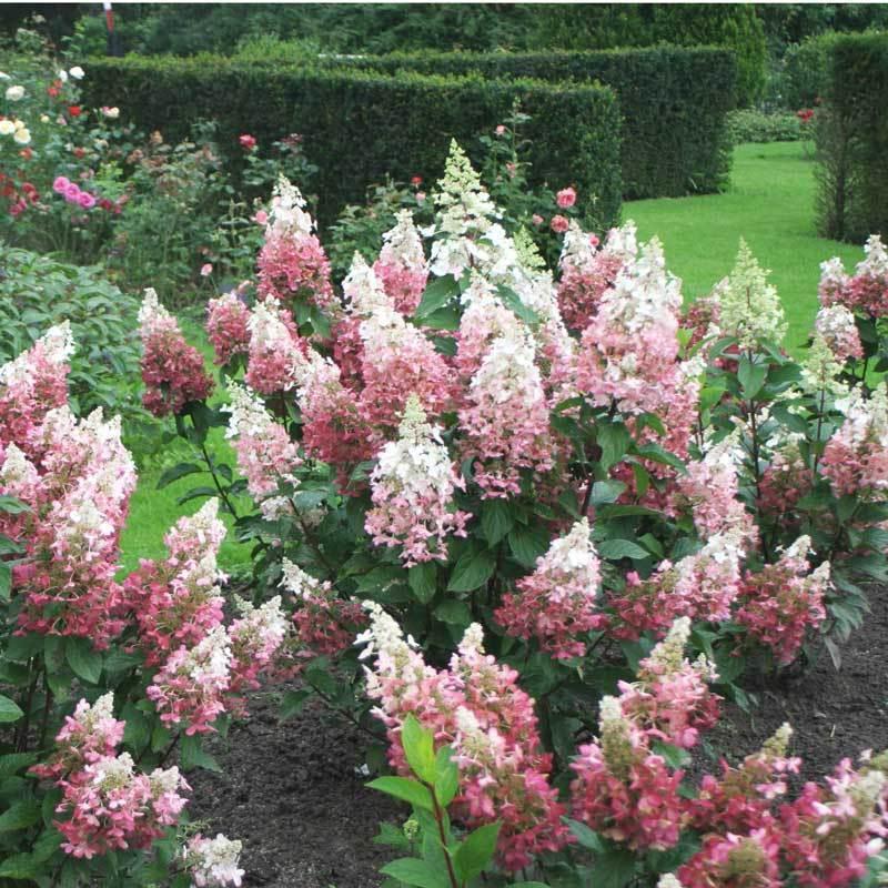 Hydrangea Paniculata 'pinky Winky' - View 33 from www redcrocus com