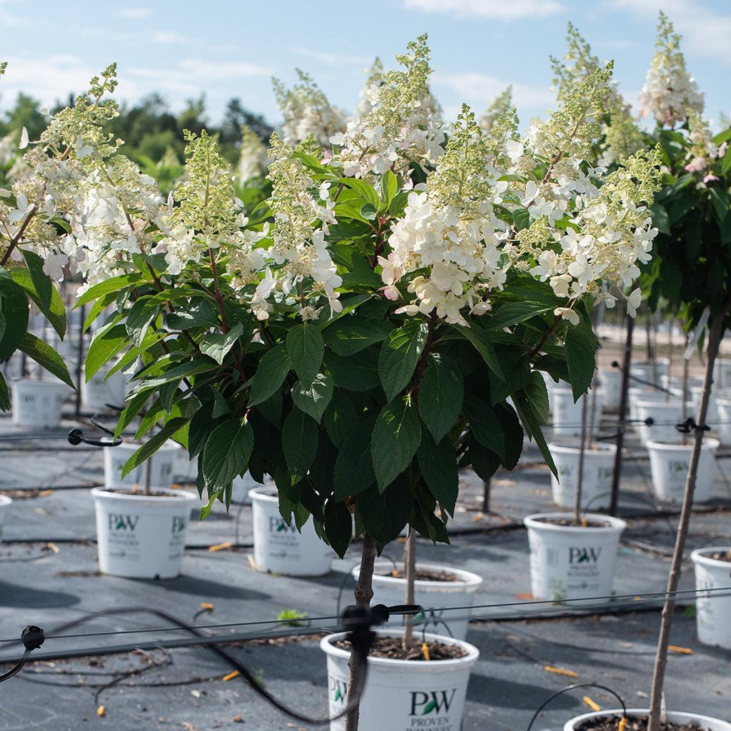 Hydrangea Paniculata 'pinky Winky' - View 35 from www redcrocus com