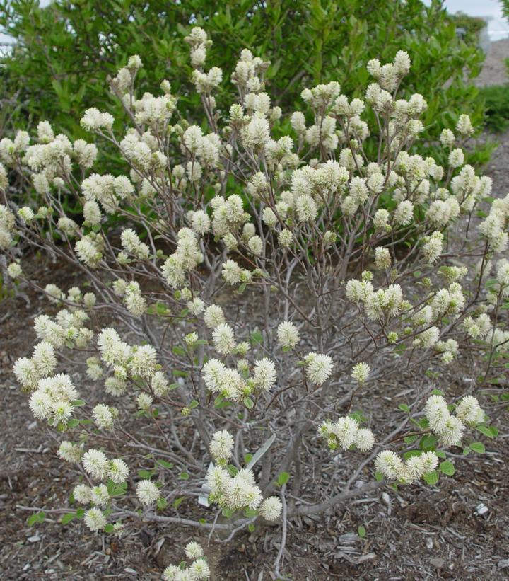 Fothergilla Gardenii - View 14 from www redcrocus com