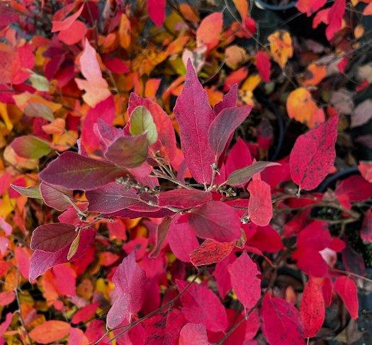 Fothergilla Gardenii - View 17 from www redcrocus com