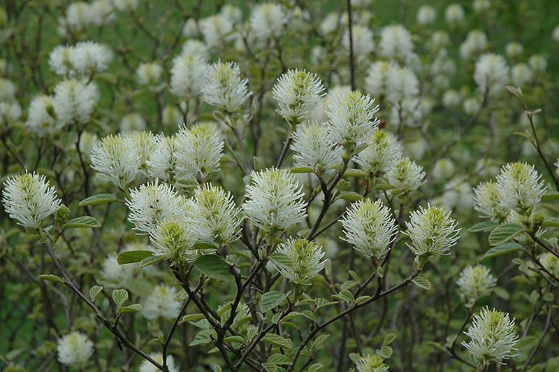 Fothergilla Gardenii - View 21 from www redcrocus com