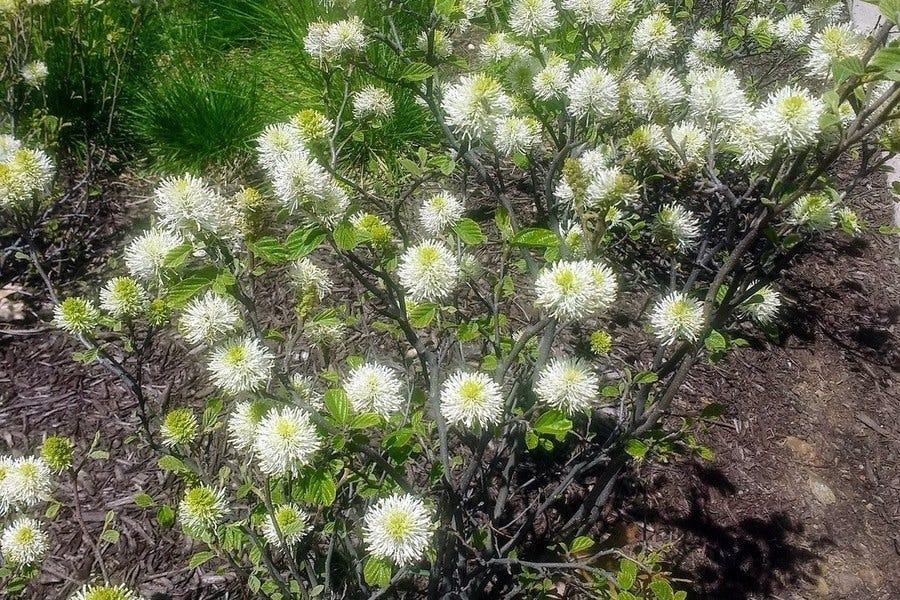 Fothergilla Gardenii - View 24 from www redcrocus com