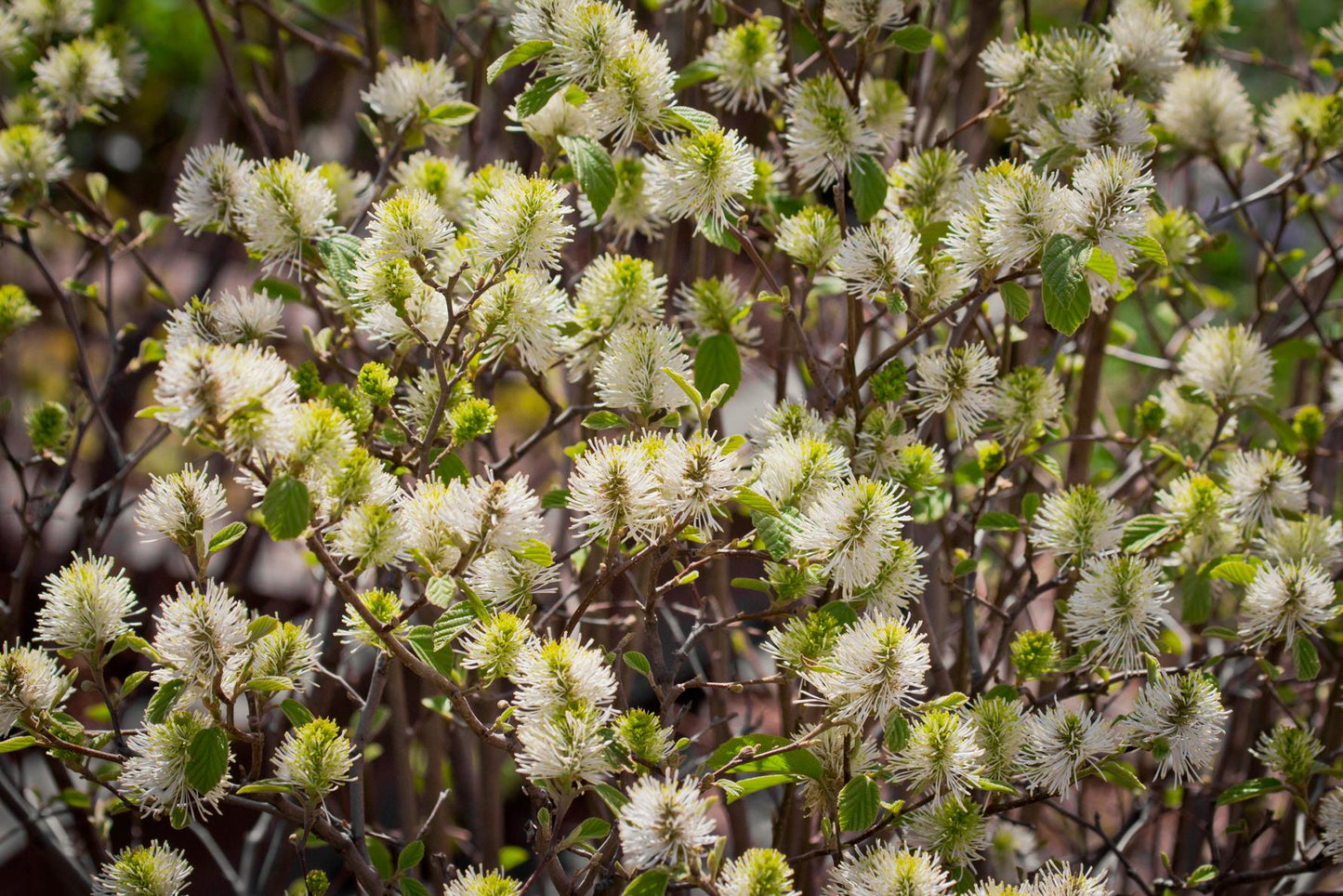 Fothergilla Gardenii - View 30 from www redcrocus com