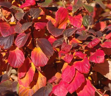 Fothergilla Gardenii - View 32 from www redcrocus com