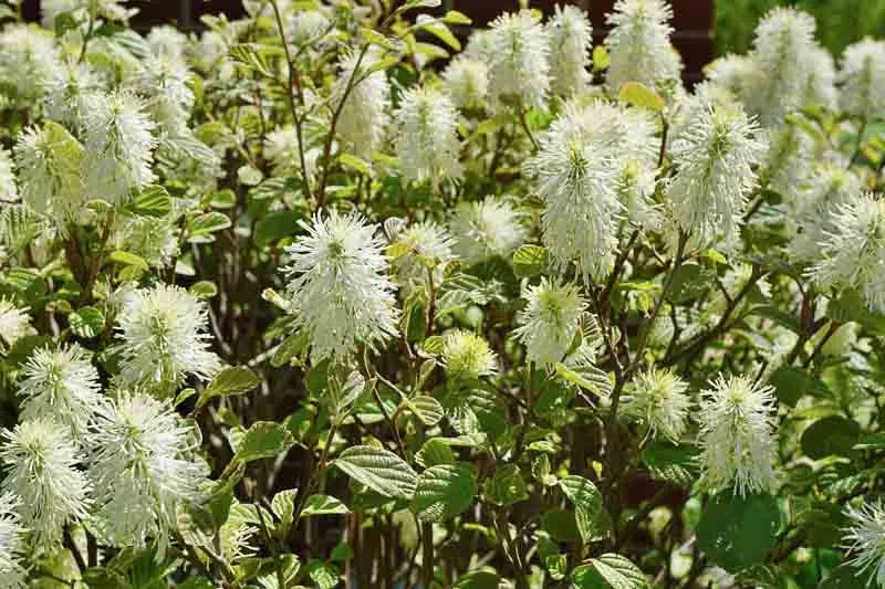 Fothergilla Gardenii - View 37 from www redcrocus com