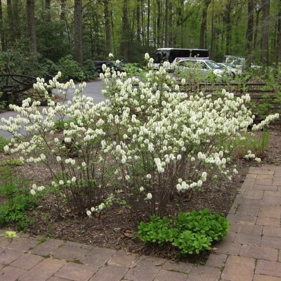 Fothergilla Gardenii - View 4 from www redcrocus com