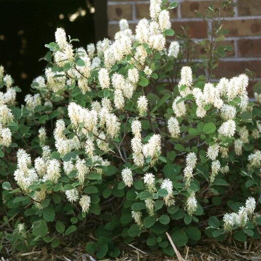 Fothergilla Gardenii - View 7 from www redcrocus com