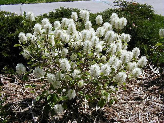Fothergilla Gardenii - View 9 from www redcrocus com