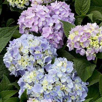 Hydrangea Macrophylla Nantucket Blue - View 10 from www redcrocus com