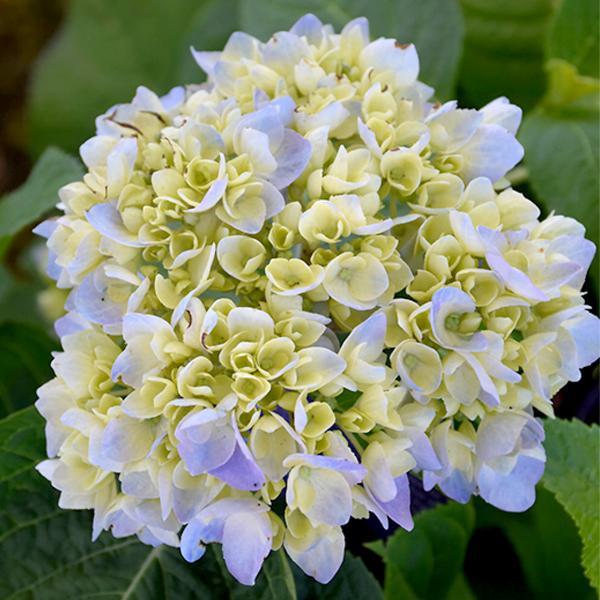Hydrangea Macrophylla Nantucket Blue - View 11 from www redcrocus com