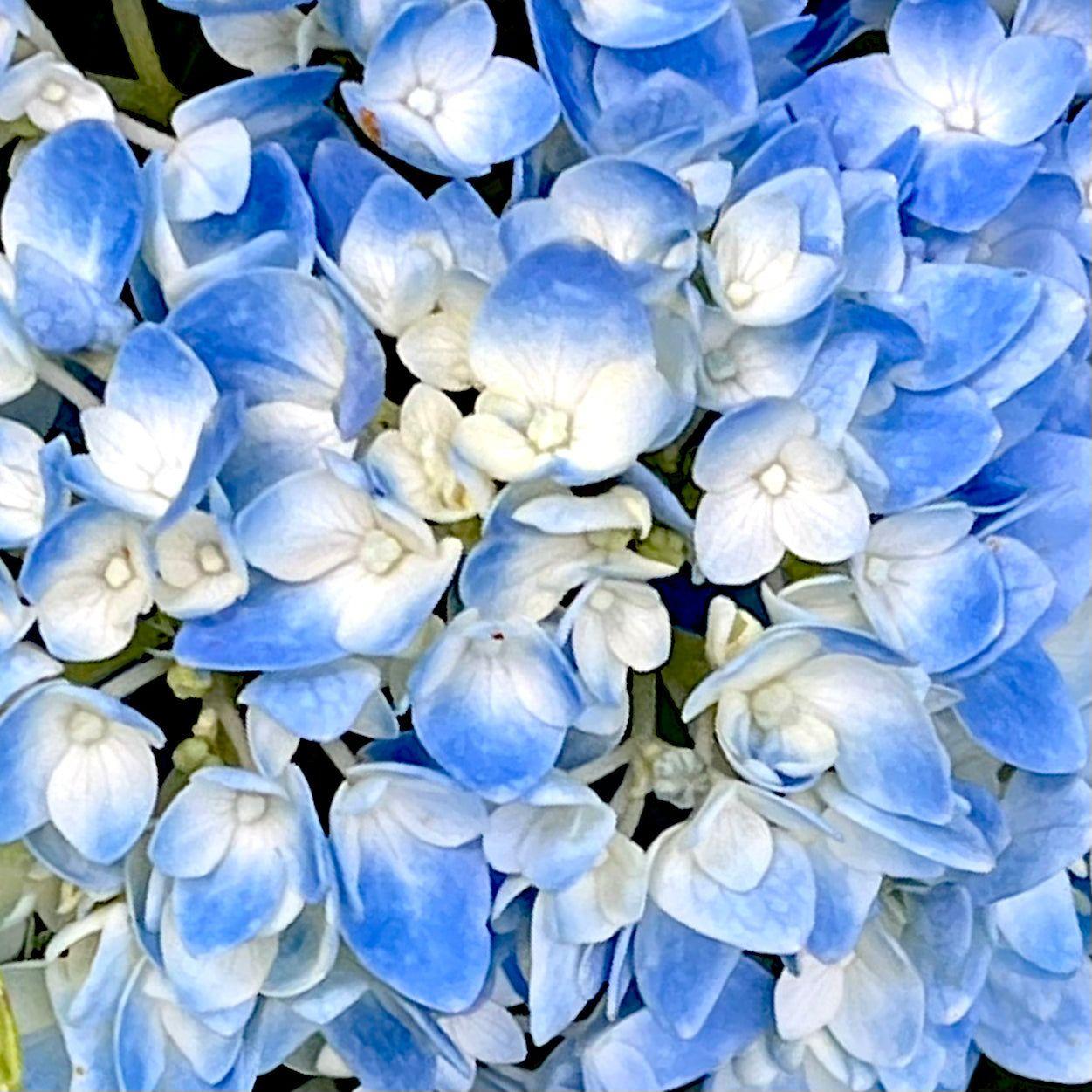 Hydrangea Macrophylla Nantucket Blue - View 13 from www redcrocus com