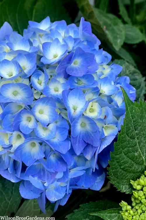 Hydrangea Macrophylla Nantucket Blue - View 14 from www redcrocus com