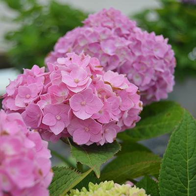 Hydrangea Macrophylla Nantucket Blue - View 15 from www redcrocus com