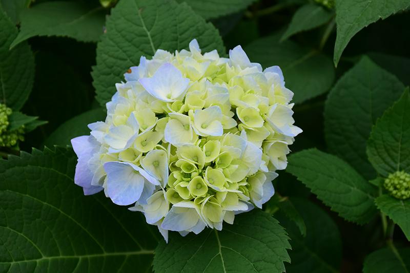 Hydrangea Macrophylla Nantucket Blue - View 16 from www redcrocus com