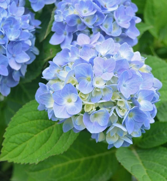 Hydrangea Macrophylla Nantucket Blue - View 1 from www redcrocus com