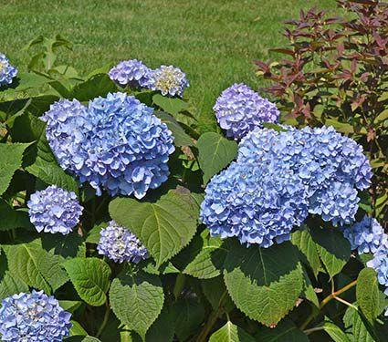 Hydrangea Macrophylla Nantucket Blue - View 2 from www redcrocus com