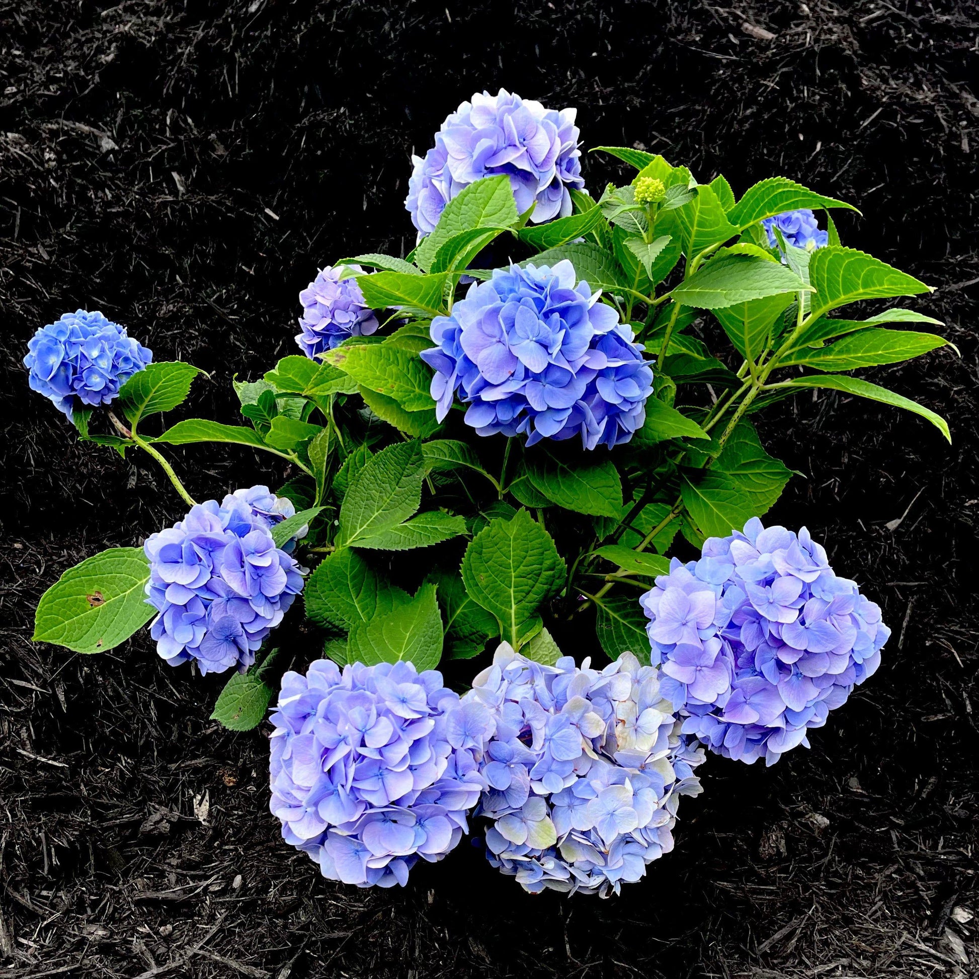 Hydrangea Macrophylla Nantucket Blue - View 3 from www redcrocus com