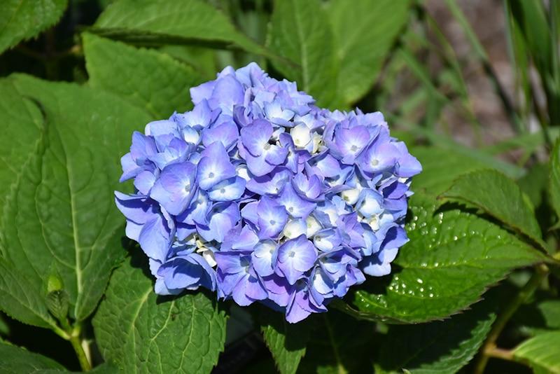 Hydrangea Macrophylla Nantucket Blue - View 4 from www redcrocus com