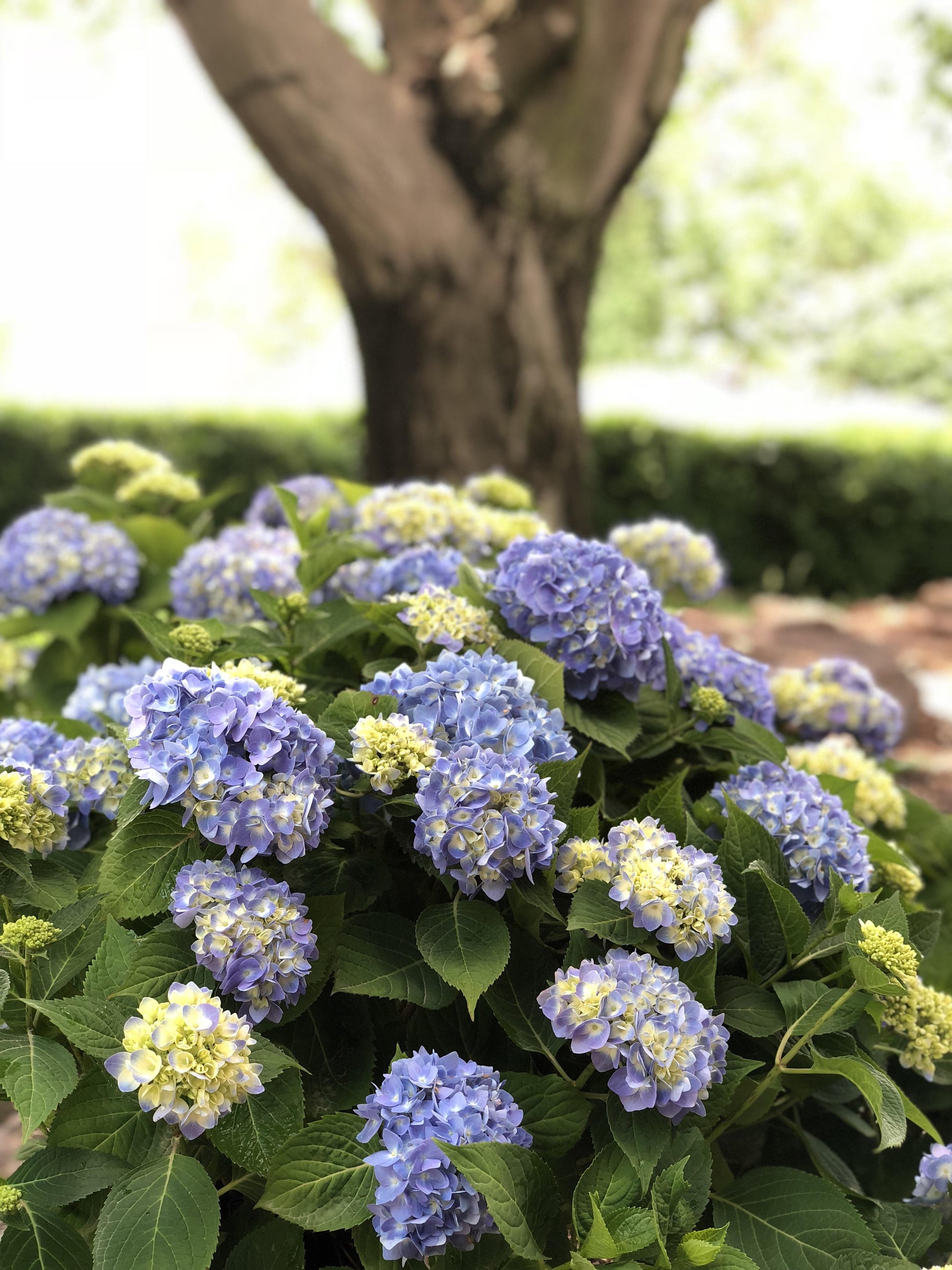 Hydrangea Macrophylla Nantucket Blue - View 5 from www redcrocus com