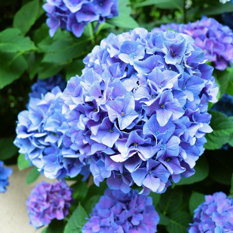 Hydrangea Macrophylla Nantucket Blue - View 6 from www redcrocus com