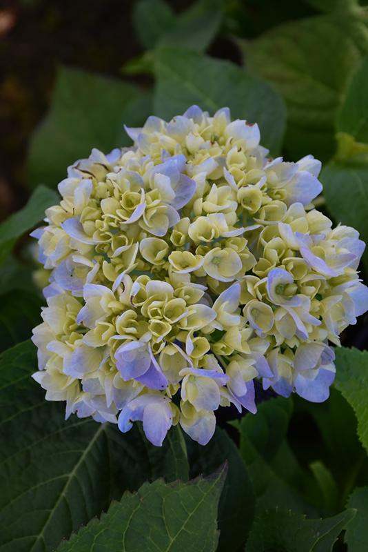 Hydrangea Macrophylla Nantucket Blue - View 7 from www redcrocus com