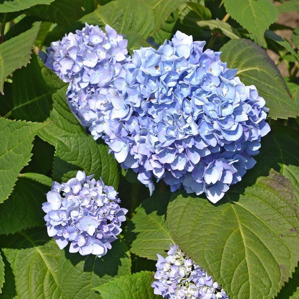 Hydrangea Macrophylla Nantucket Blue - View 8 from www redcrocus com