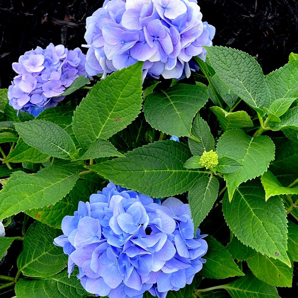 Hydrangea Macrophylla Nantucket Blue - View 9 from www redcrocus com