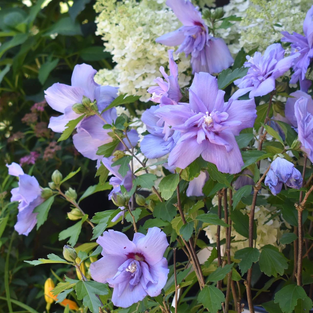 Hibiscus Syriacus 'blue Satin' - View 10 from www redcrocus com