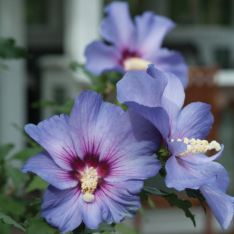 Hibiscus Syriacus 'blue Satin' - View 11 from www redcrocus com