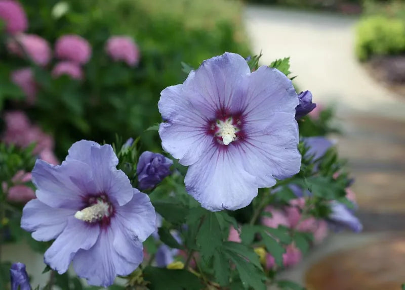 Hibiscus Syriacus 'blue Satin' - View 12 from www redcrocus com