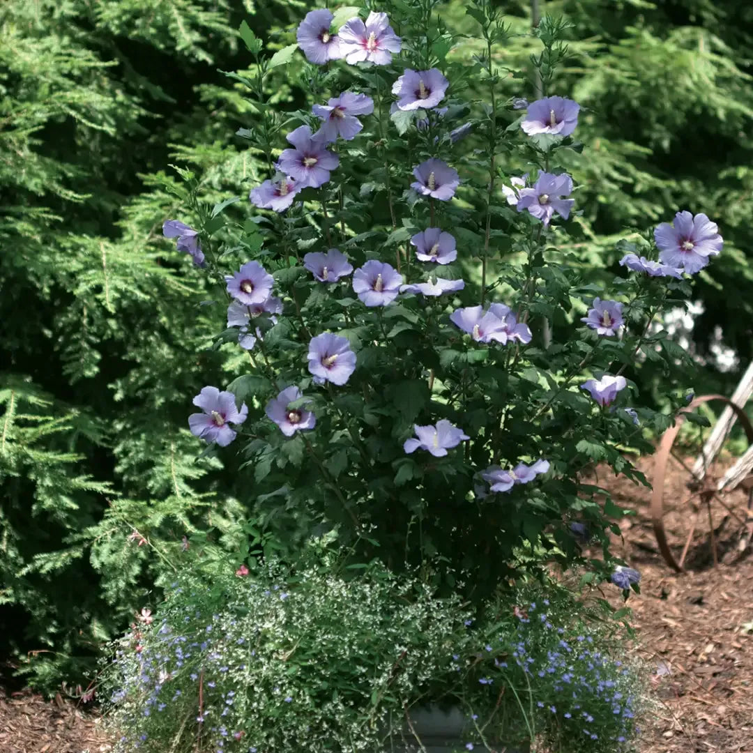 Hibiscus Syriacus 'blue Satin' - View 15 from www redcrocus com