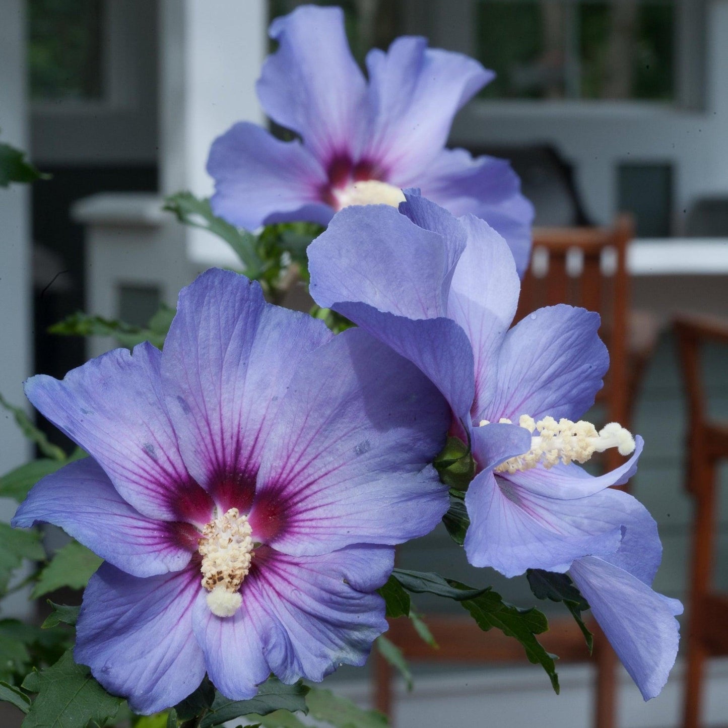 Hibiscus Syriacus 'blue Satin' - View 16 from www redcrocus com