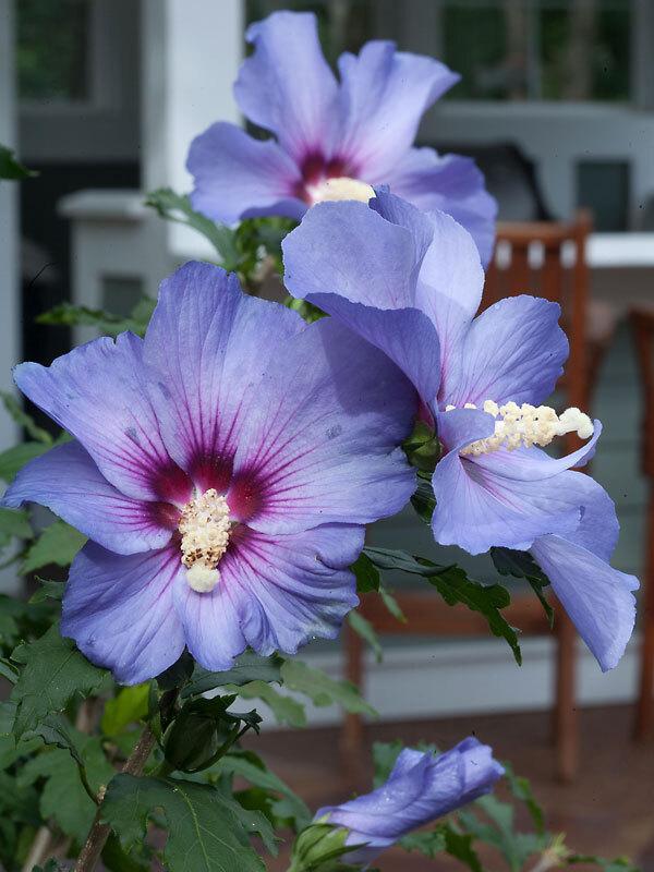 Hibiscus Syriacus 'blue Satin' - View 17 from www redcrocus com