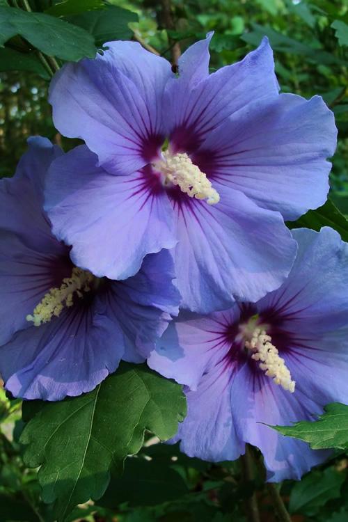 Hibiscus Syriacus 'blue Satin' - View 18 from www redcrocus com