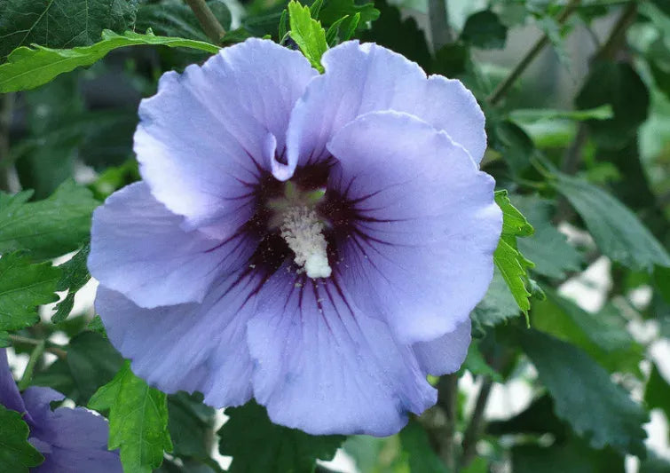 Hibiscus Syriacus 'blue Satin' - View 20 from www redcrocus com