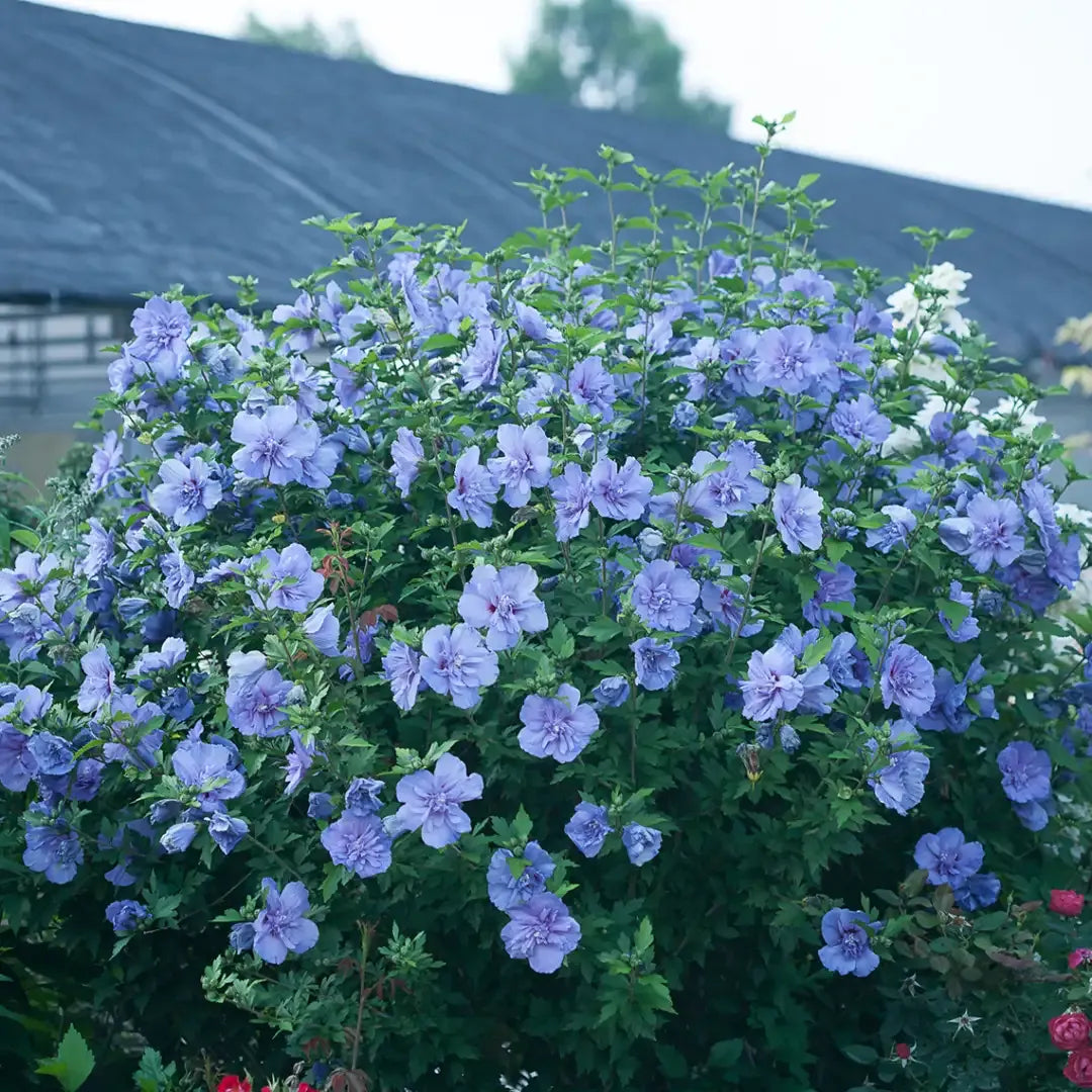 Hibiscus Syriacus 'blue Satin' - View 25 from www redcrocus com