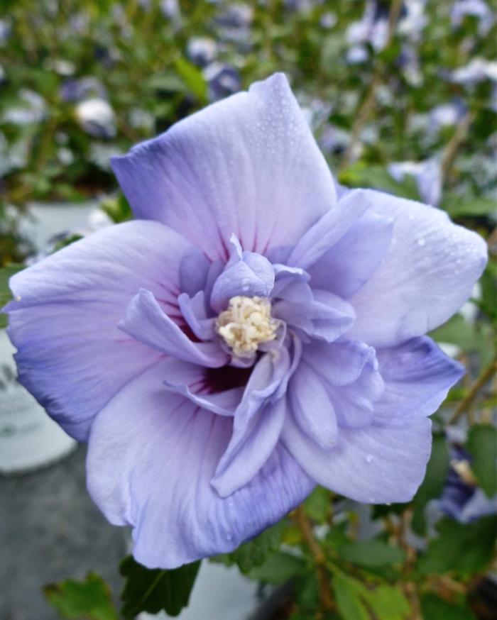 Hibiscus Syriacus 'blue Satin' - View 26 from www redcrocus com