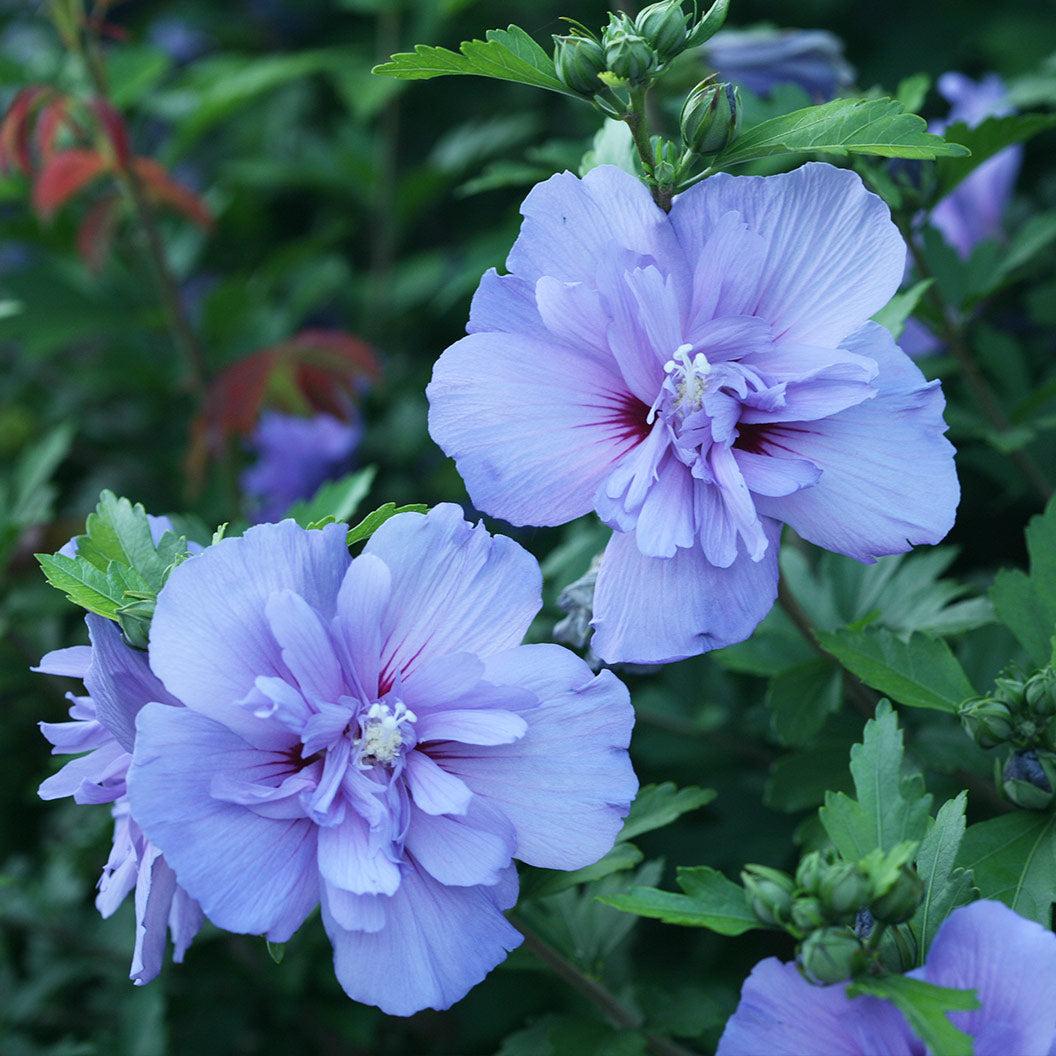 Hibiscus Syriacus 'blue Satin' - View 27 from www redcrocus com