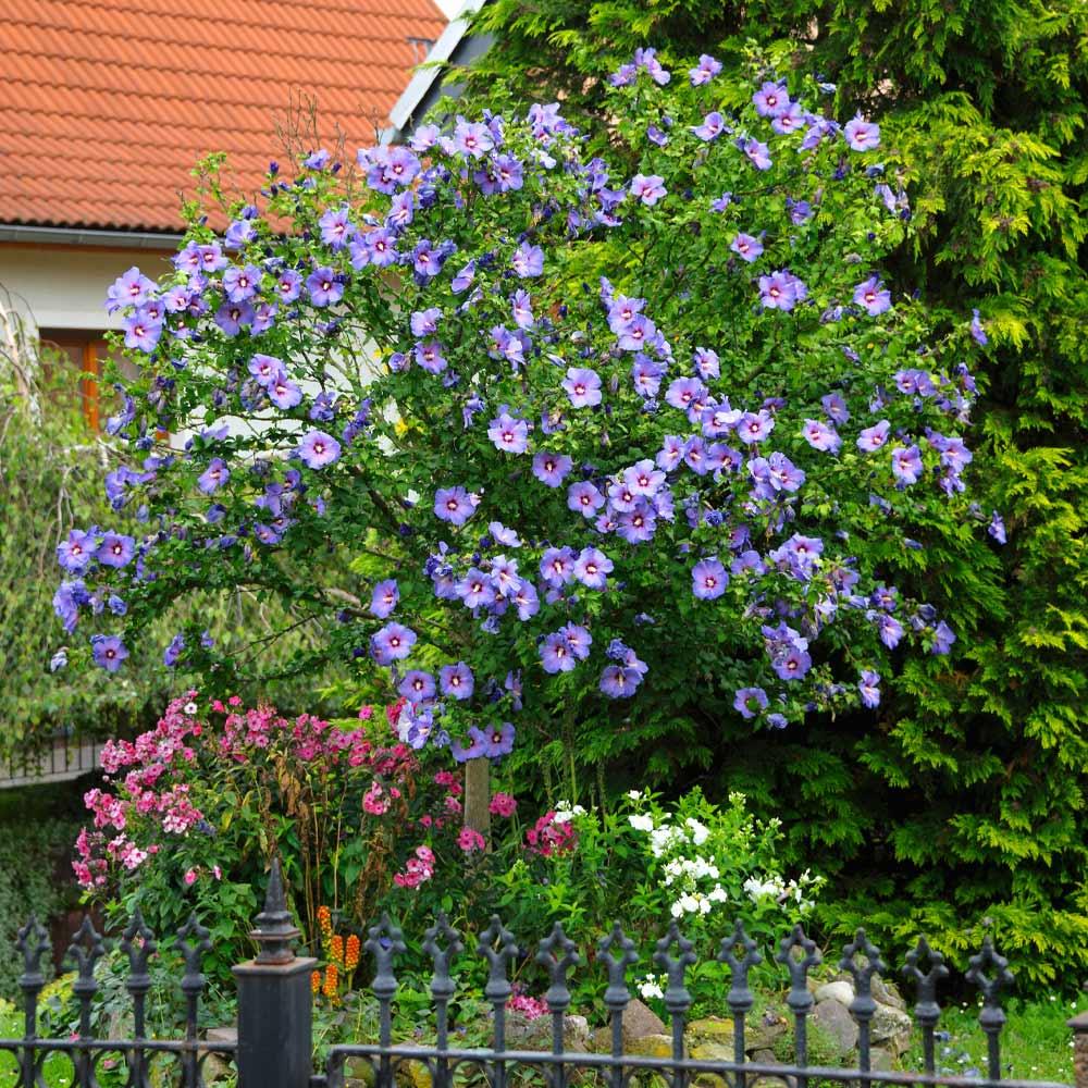 Hibiscus Syriacus 'blue Satin' - View 2 from www redcrocus com