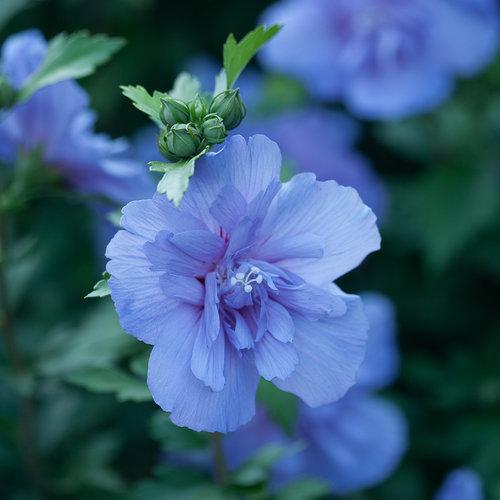 Hibiscus Syriacus 'blue Satin' - View 31 from www redcrocus com