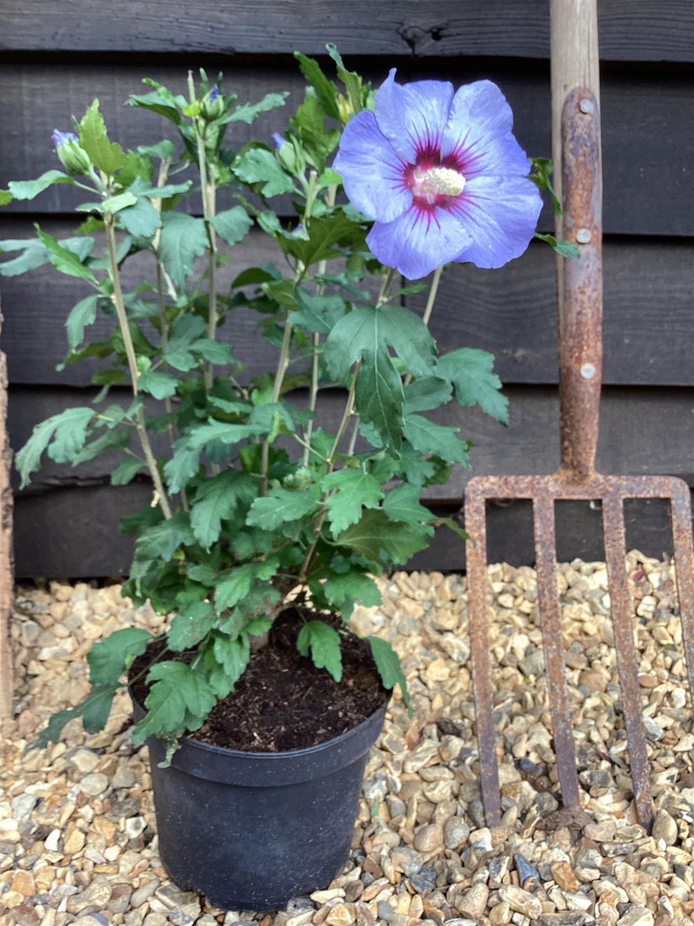 Hibiscus Syriacus 'blue Satin' - View 32 from www redcrocus com