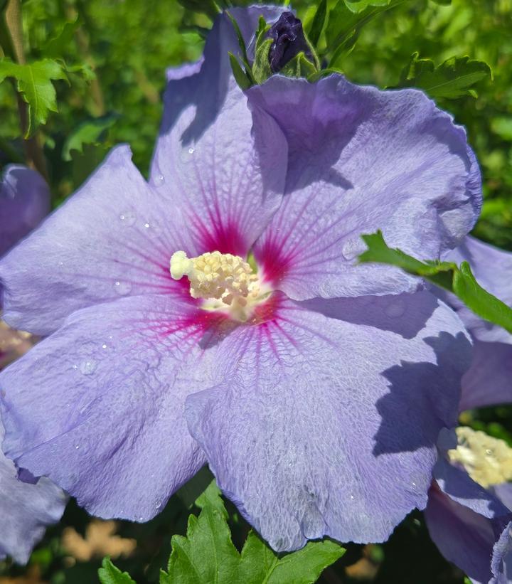 Hibiscus Syriacus 'blue Satin' - View 34 from www redcrocus com