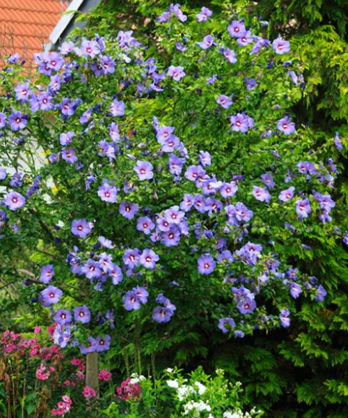 Hibiscus Syriacus 'blue Satin' - View 35 from www redcrocus com
