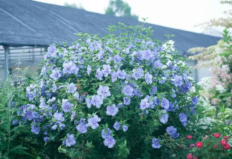 Hibiscus Syriacus 'blue Satin' - View 36 from www redcrocus com