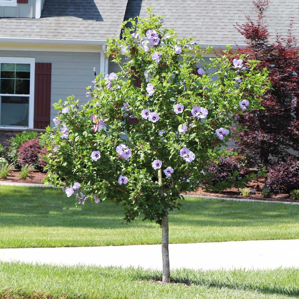 Hibiscus Syriacus 'blue Satin' - View 38 from www redcrocus com