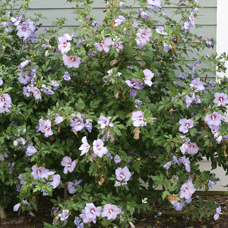 Hibiscus Syriacus 'blue Satin' - View 4 from www redcrocus com