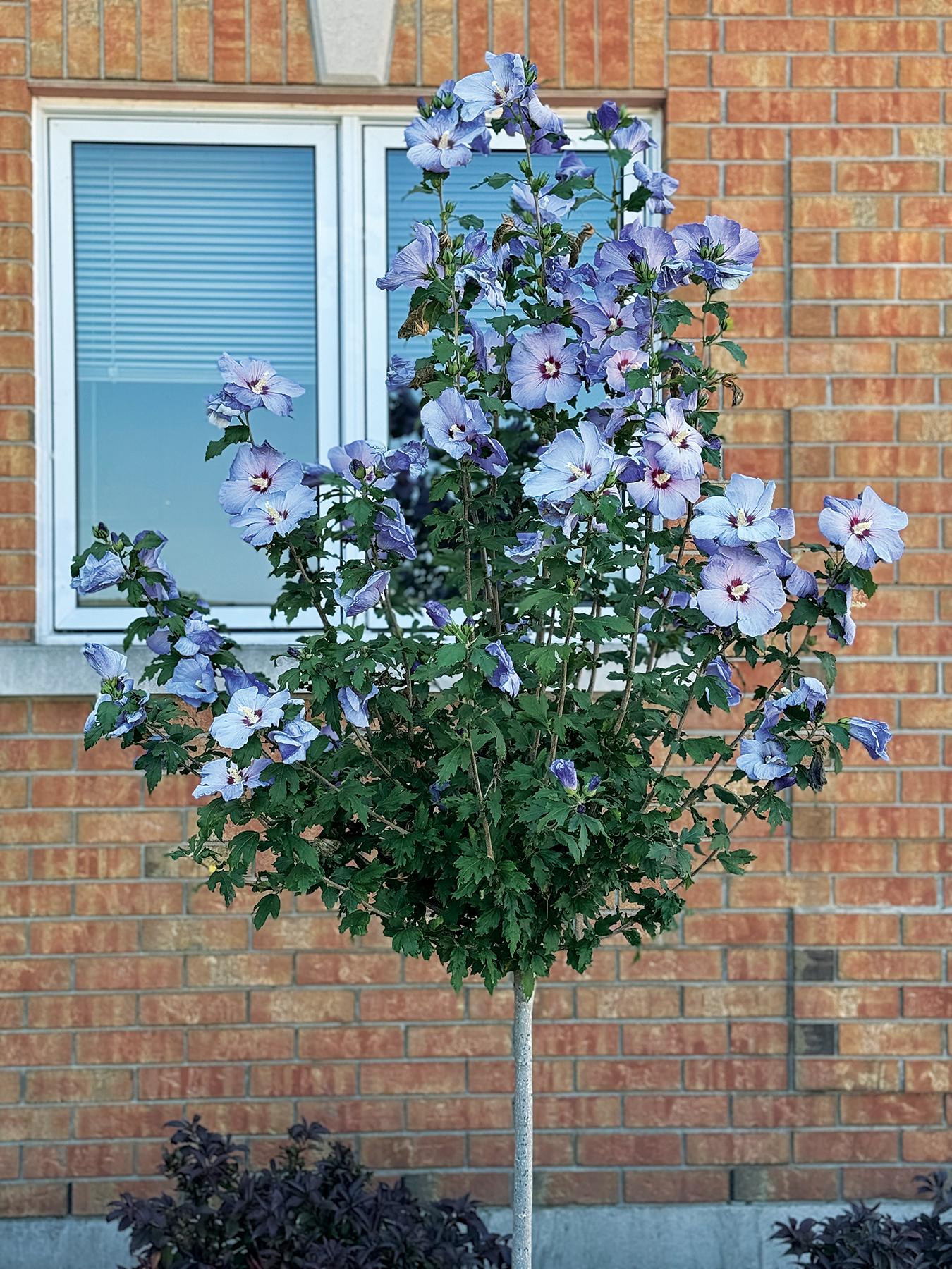 Hibiscus Syriacus 'blue Satin' - View 6 from www redcrocus com