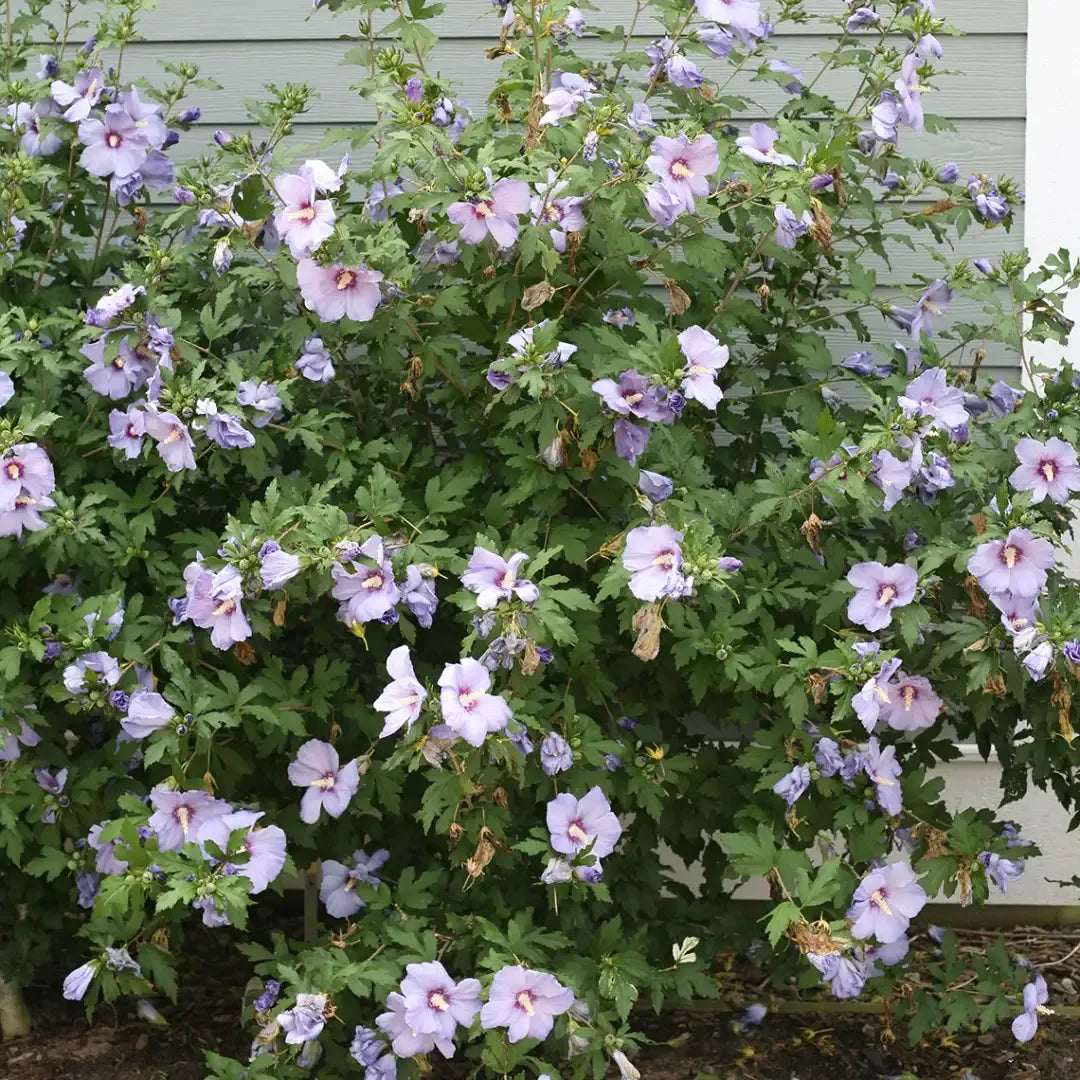 Hibiscus Syriacus 'blue Satin' - View 7 from www redcrocus com