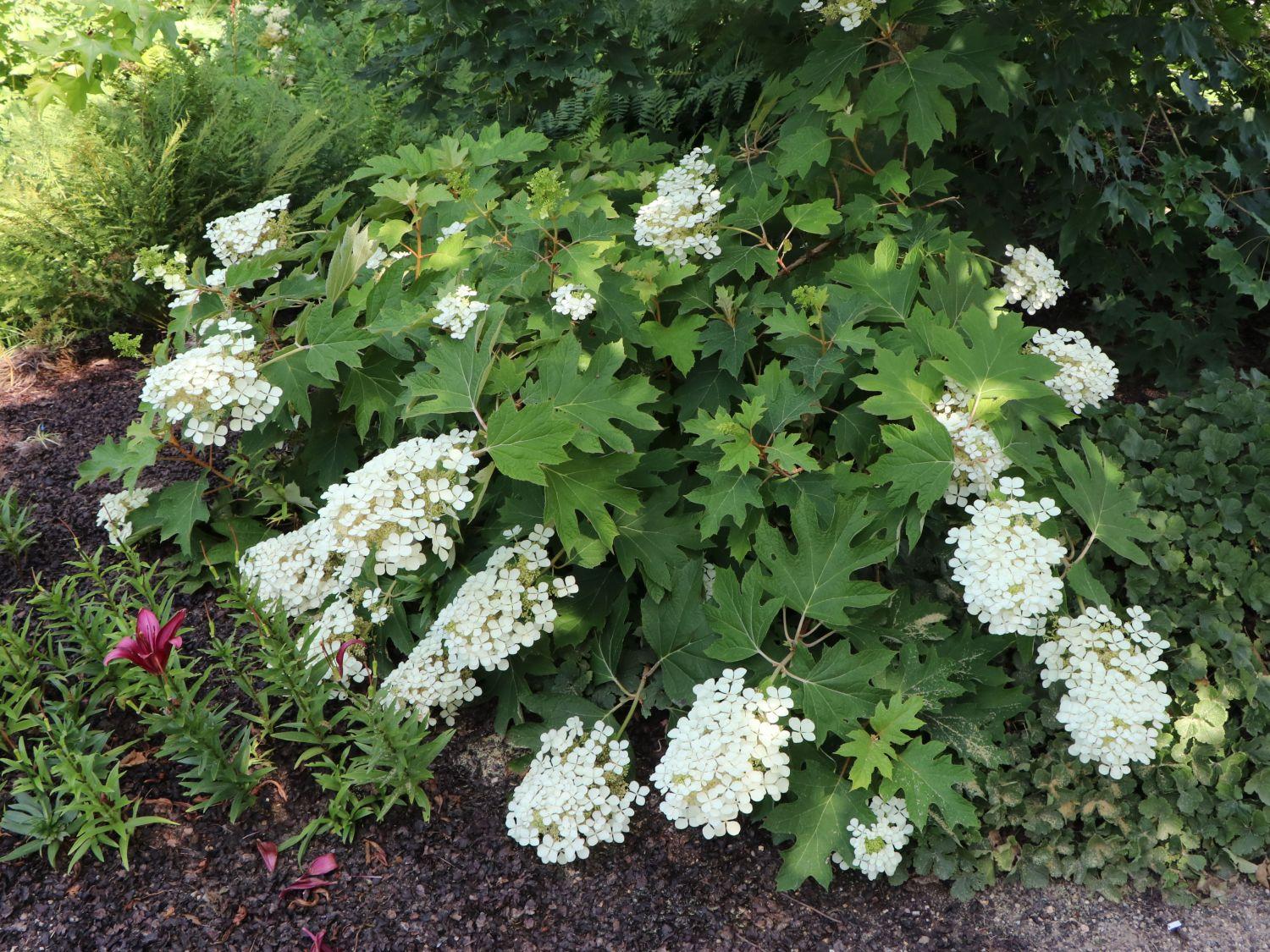 Hydrangea Quercifolia Alice - View 10 from www redcrocus com